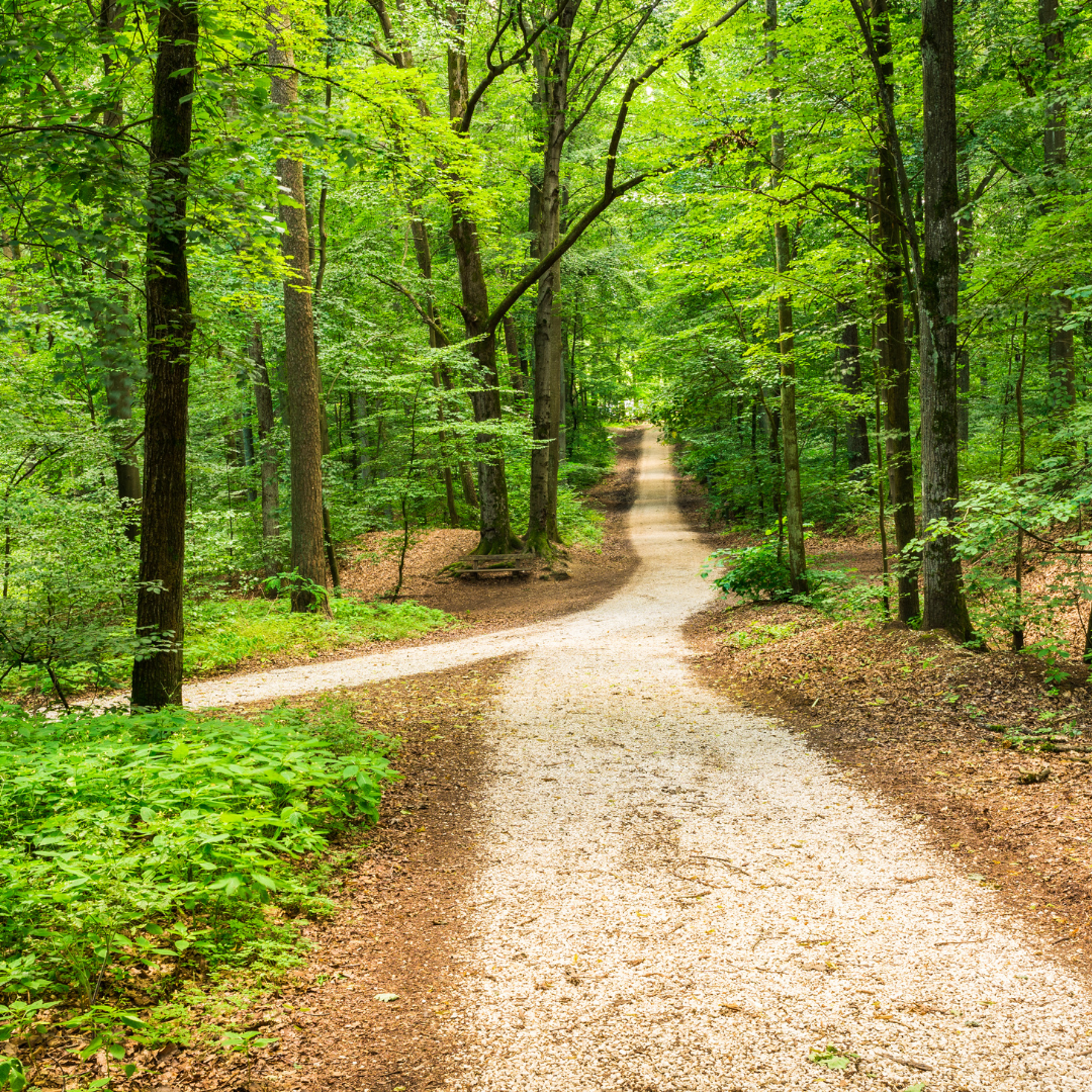 Forest pathway leading through green trees